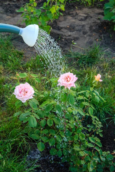 Annaffiare un cespuglio di rose da un annaffiatoio — Foto Stock