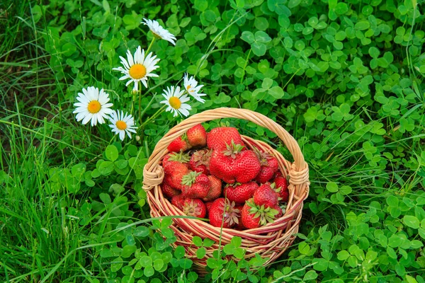 Coș complet cu căpșuni proaspete culese roșii coapte — Fotografie, imagine de stoc
