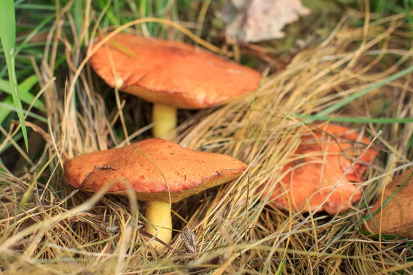 Butter mushrooms in the woods on the grass and leaves