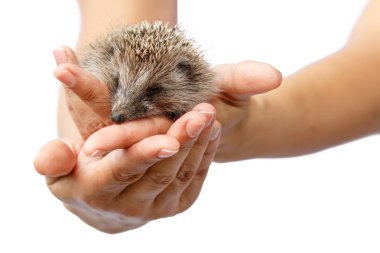 Genç kirpi insan elinde. Küçük hayvan koruma ihtiyacı