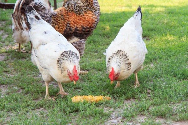Hens are eating corn cob in the courtyard — Stock Photo, Image