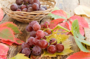 Sonbahar natürmort üzüm ve hasır sepet, yeşil, sarı bir