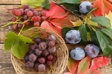 Erik dalı üzerinde hasır sepet üzüm ile sonbahar natürmort,