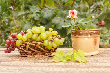 Üzüm hasır sepet ve seramik vazoda kırmızı gül