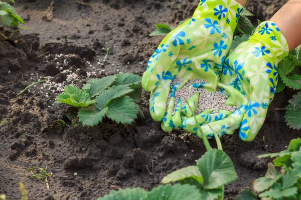 Çiftçi eller veren kimyasal gübre için genç çilek pl
