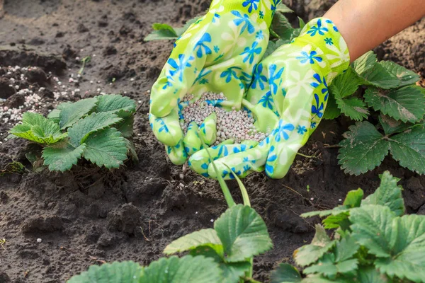 Landwirt gibt jungen Erdbeeren chemischen Dünger — Stockfoto