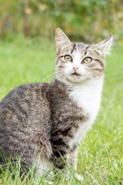 Yeşil çimenlerin üzerinde gri ve beyaz tekir kedi