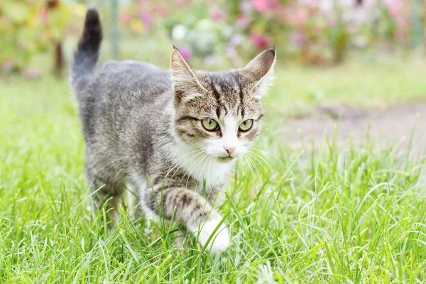 Gris et blanc tabby jeune chaton marchant sur l'herbe verte en plein air — Photo