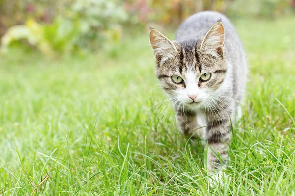 Gris y blanco tabby joven gatito caminando en verde hierba al aire libre —  Fotos de Stock