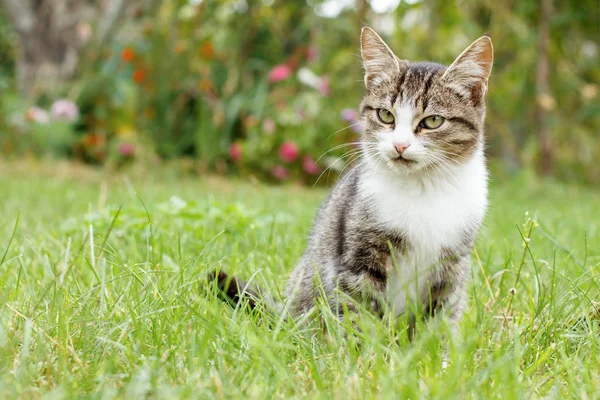 Grau-weiß gestromte Katze auf grünem Gras — Stockfoto