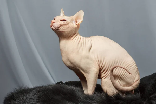 Gato da raça de Esfinge que se senta na pele de pele — Fotografia de Stock