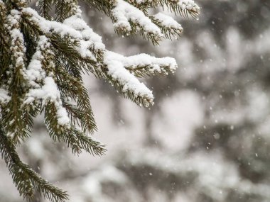 Winte şehir parkında karla kaplı çam ağacı dalları