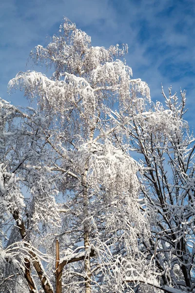 stock image Forest covered with snow on sunny day