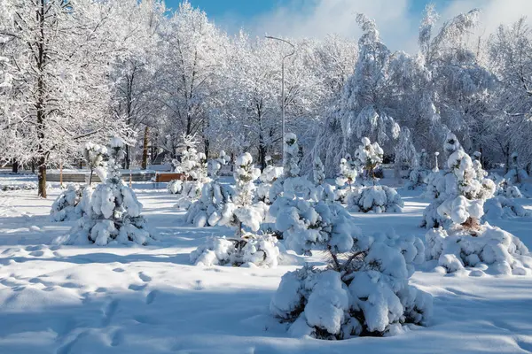Bäume im Stadtpark im Winter mit Schnee bedeckt — Stockfoto