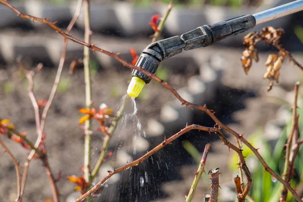 用压力喷雾器保护玫瑰丛不受害虫的影响 — 图库照片