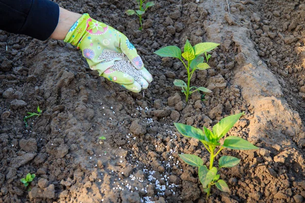 Рука фермера дает химические удобрения молодым перцовым растениям — стоковое фото