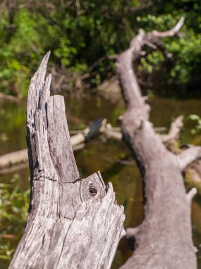 Kuru ağaç ve bulanık bagajında düşmüş kurumuş ağaç parçası wi