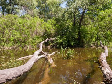 Yaprakları ve kabuk olmadan düşmüş yüksek kuru ağaç gövdeleri