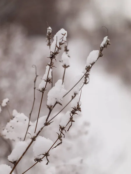 Větve z keře pokryté sněhem v rozmazané zimní lesní la — Stock fotografie