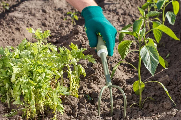 Raquete de jardim de mão pequena usado para afrouxar o solo em torno da seedli — Fotografia de Stock