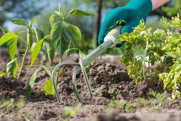 Dłoń mały ogród prowizji stosuje spulchnianie gleby wokół seedli — Zdjęcie stockowe