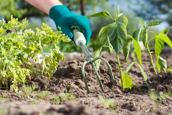 Kleiner Gartenrechen zur Lockerung des Bodens um das Saatgut — Stockfoto