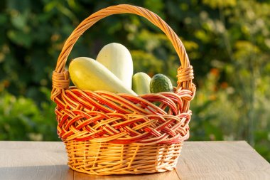 Kabak ve doğal yeşil backgr bir hasır sepet içinde salatalık