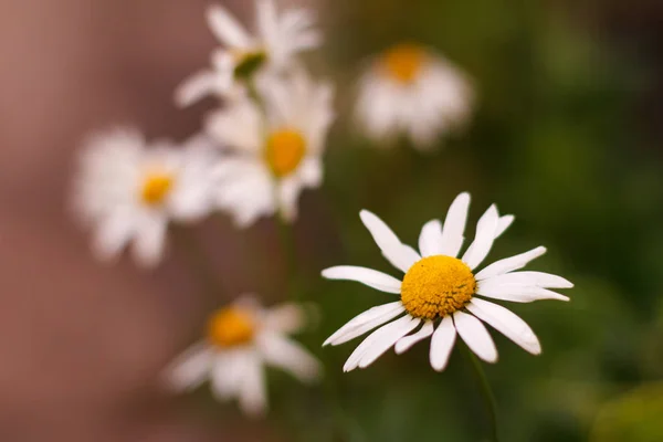 Buds de camomila com as mesmas flores borradas no fundo — Fotografia de Stock