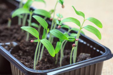 Genç fidan domates tohumları germinated. O düşük lahanası