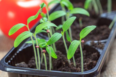 Olgun kırmızı domatese backgrou ile domates genç fidan