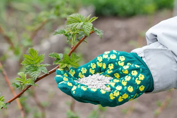 Фермерська рука, одягнена в рукавичку, тримає хімічне добриво далі — стокове фото