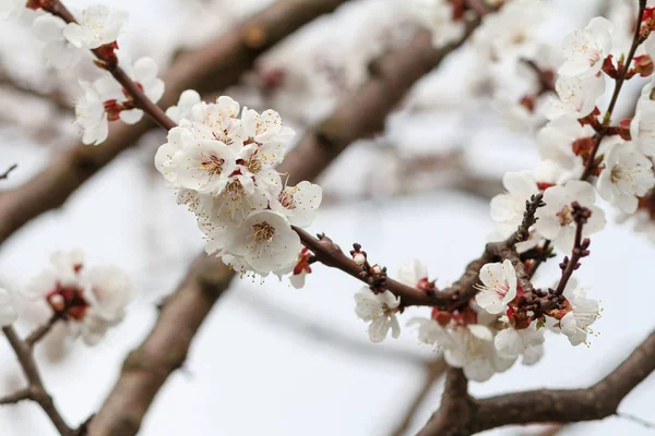 Ramo de damasco no período de floração da primavera — Fotografia de Stock
