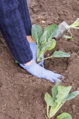 Bahçıvan bahçede yeşil lahana fidan dikim.