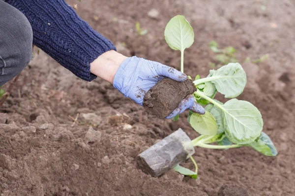 Jardineiro está plantando mudas de repolho verde no jardim . — Fotografia de Stock