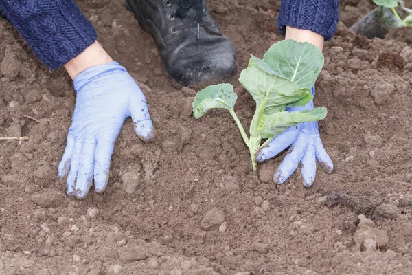 Bliska ręce kobiece ogrodnik jest sadzenie nasion zielonej kapusty — Zdjęcie stockowe