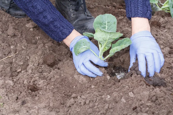 Gärtnerin aus nächster Nähe pflanzt Grünkohlsamen — Stockfoto