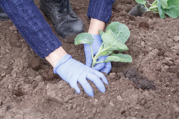 Gärtnerin aus nächster Nähe pflanzt Grünkohlsamen — Stockfoto