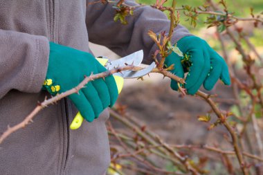 Budayıcı ile kadın çiftçi gül bush ipuçları makası