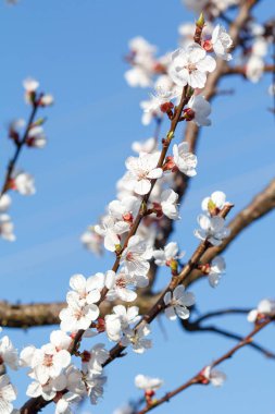 Bahar çiçeklenme döneminde kayısı ağacının dalını