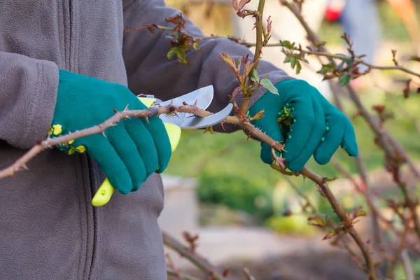 Agricultora con podadora corta las puntas de rosal — Foto de Stock