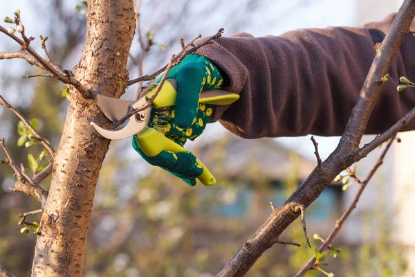 Agricultora con podadora corta las puntas del ciruelo — Foto de Stock