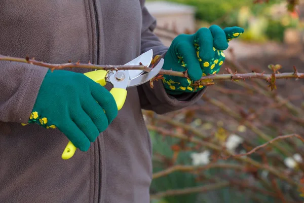 Agricultora con podadora corta las puntas de rosal — Foto de Stock