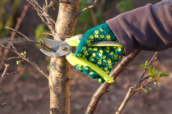 Agricultora con podadora corta las puntas del ciruelo — Foto de Stock