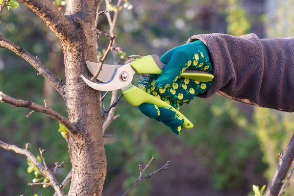 Agricultora con podadora corta las puntas del ciruelo — Foto de Stock