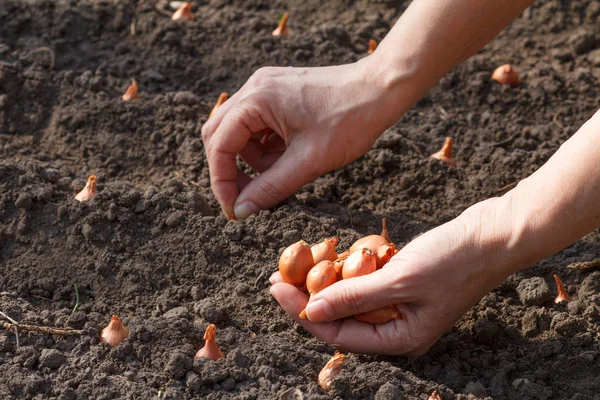 Eine Gärtnerin Aus Nächster Nähe Pflanzt Kleine Zwiebeln Den Garten — Stockfoto