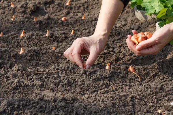 Close Mãos Jardineiro Fêmea Está Plantando Cebola Pequena Jardim Cultivo — Fotografia de Stock