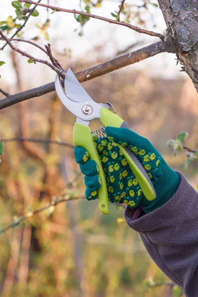Agricultoras Cuidam Jardim Poda Primavera Árvore Fruto Mulher Com Tesoura — Fotografia de Stock