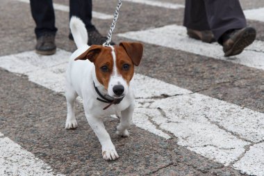 Komik Jack Russell Terrier ile metal kira kontratı onun sahip bir yaya geçidi, cadde boyunca yanında yürüyor