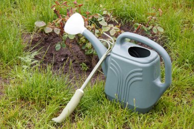 Sulama olabilir ve komisyon bir çalı arka planda yeşil çim ile gül yanında. Bahçe aletleri