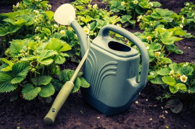 Sulama olabilir ve komisyon çiçekli çalılar çilek, yanındaki